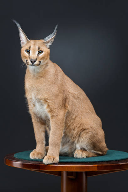 istock Beautiful caracal lynx over black background 671944692