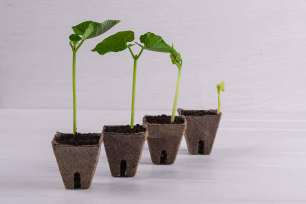 istock Pots with seedlings stand in a line 671945224