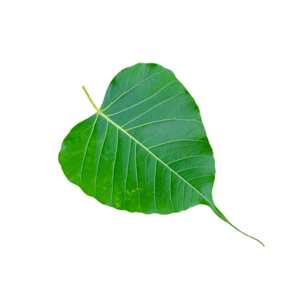 istock Bo Bodhi leaves heart-shaped leaves 671945456