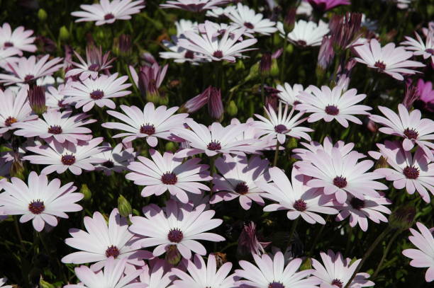 istock Magaritan flowering in Spain 671947688