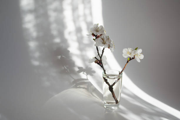 Twig in bloom in a glass vase.Morning sunlight. White background