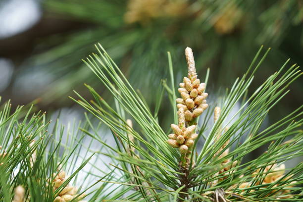 istock Flower of the pine 671951230