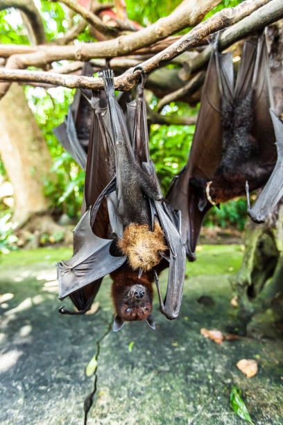 istock Female bat breastfeeding her baby 671951350