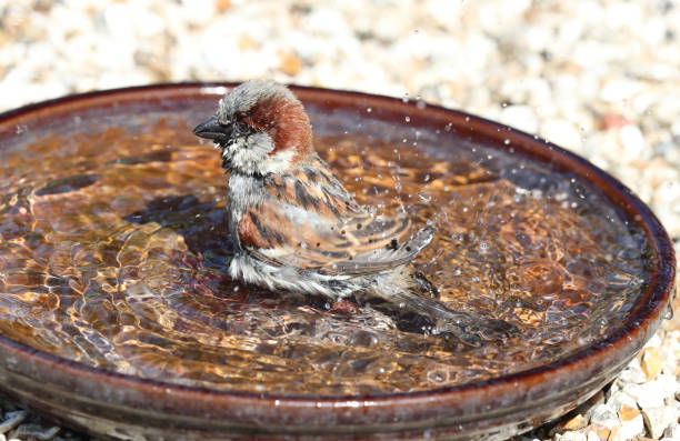 istock A male House Sparrow bathing 671951808