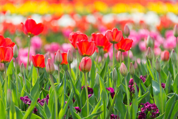 istock Red Tulips from Akebonoyama Park 671951810