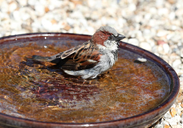 istock A male House Sparrow bathing 671951894