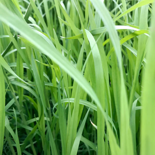 istock Long Grasses in Meadow 671951930