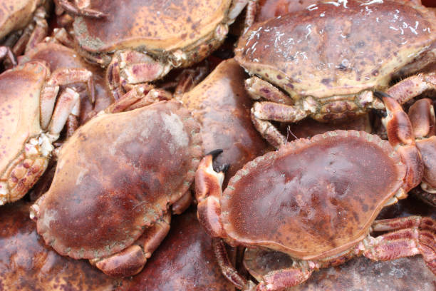 istock Oil cake - Crustacean crab 671952066