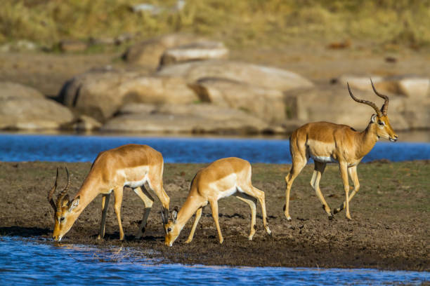 istock Common Impala in National park, South Africa 671952200