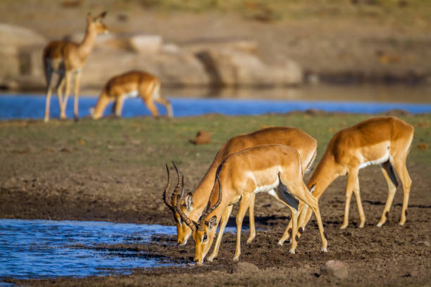 istock Common Impala in National park, South Africa 671952254