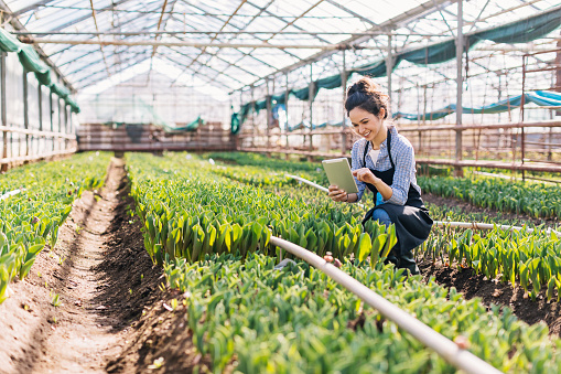 Girl with digital tablet working in a greenhouse