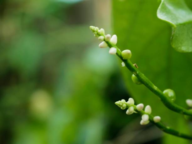 istock Close up of  growing  green plant 671955754
