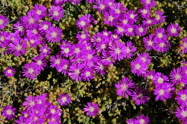 istock Spring flower in Spain - midday flower 671958496