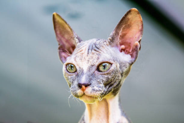 istock Cat of breed the Sphinx 671958518