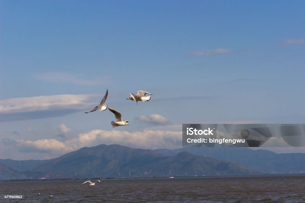Seagulls flying under the blue sky Backgrounds Stock Photo