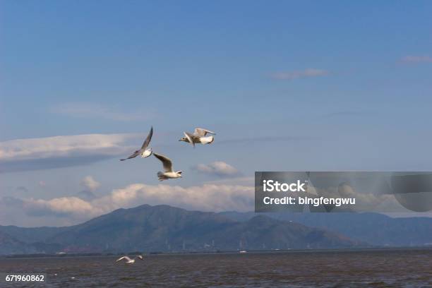 Seagulls Flying Under The Blue Sky Stock Photo - Download Image Now - Backgrounds, Blue, China - East Asia