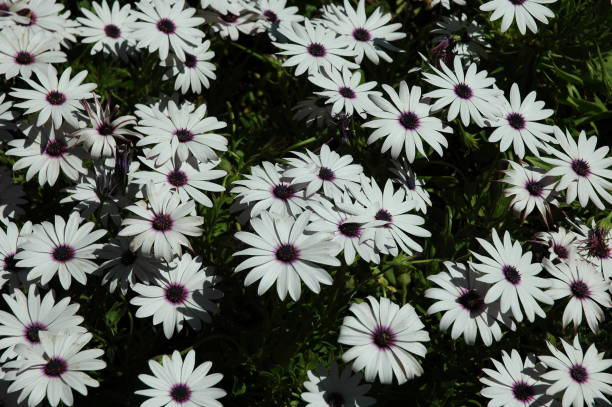 istock Magaritan flowering in Spain 671962104