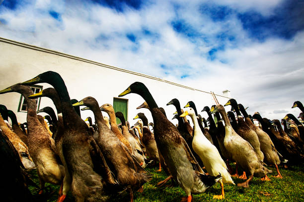 istock Ducks walk in a row with dapple sky on farm 671962182
