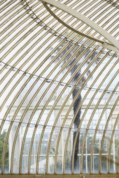palm, gesehen durch glaswand botanischer garten - royal botanical garden stock-fotos und bilder