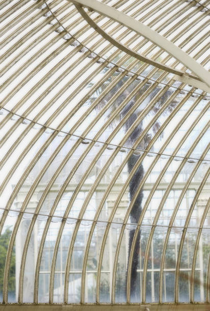 palm seen through botanic garden glass wall - urban scene real estate nobody white imagens e fotografias de stock