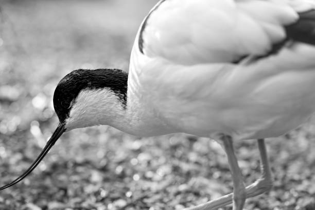 Pied avocet black and white photograph