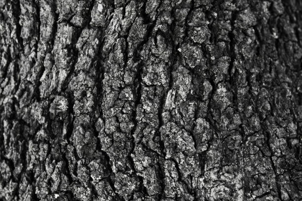 istock Oak tree bark texture. Oak tree background. Abstract texture and background for designers. Natural pattern. Organic Abstract texture. Macro view of oak bark texture. 671965952