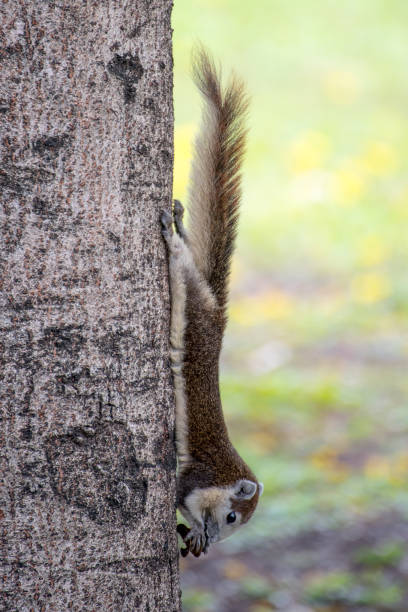 istock Cute grey squirrel eating in the park 671968348