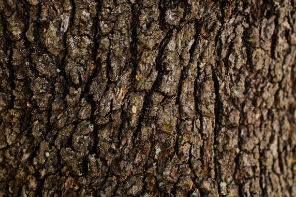 istock Oak tree bark texture. Oak tree background. Abstract texture and background for designers. Natural pattern. Organic Abstract texture. Macro view of oak bark texture. 671968524