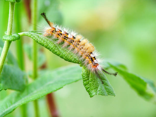 istock Shaggy caterpillar 671971770