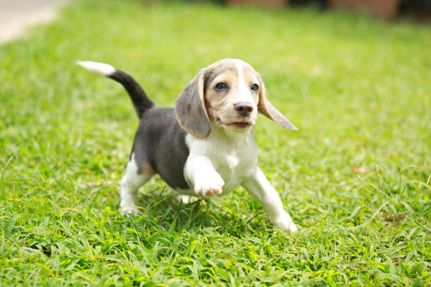 istock strong purebred silver tri color beagle puppy in action 671975302