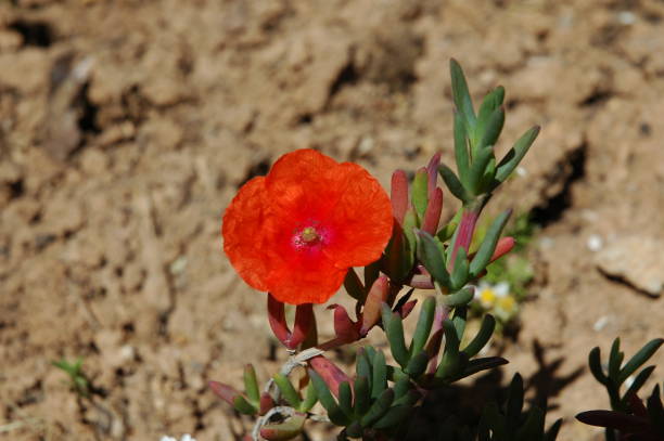 istock Red poppy in Spain 671975392