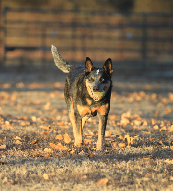 istock Australian Cattle Dog with ball vertical photo 671978238