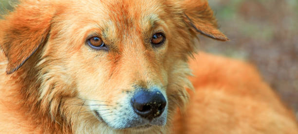 istock The eyes of red dog. 671978512