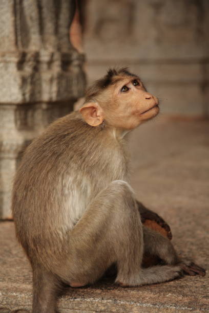 istock Bonnet Macaque in Indian temple 671978892