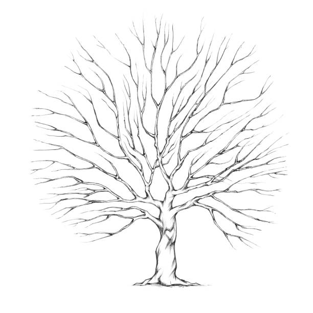 illustrations, cliparts, dessins animés et icônes de arbre avec une grande cime d’arbre - arbre sans feuillage