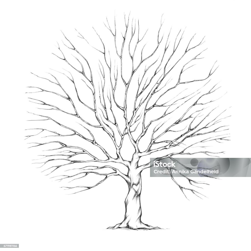 Tree with big tree crown Illustration of a Tree with big tree crown Tree stock illustration