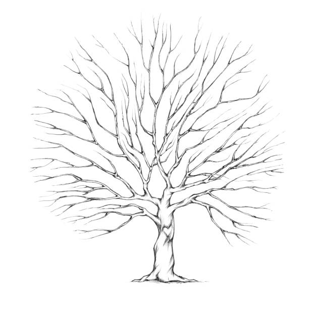Tree with big tree crown Illustration of a Tree with big tree crown distant love stock illustrations