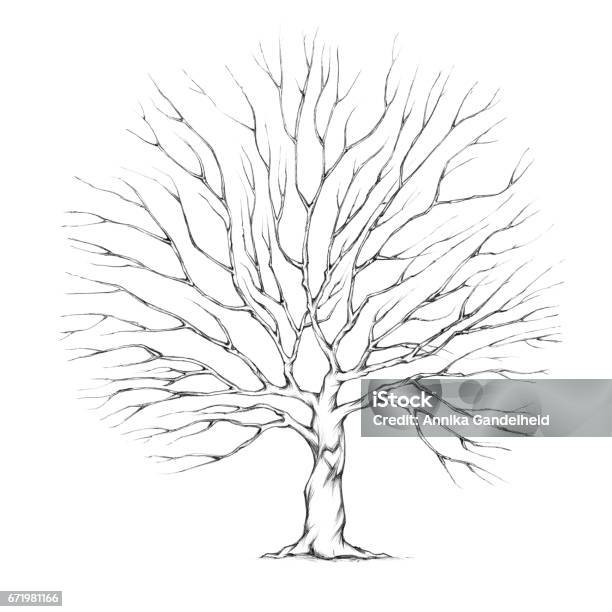 Tree With Big Tree Crown Stock Illustration - Download Image Now - Tree, Bare Tree, Fingerprint