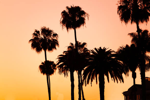 istock Silhouettes of palm trees on beach at sunset 671984952