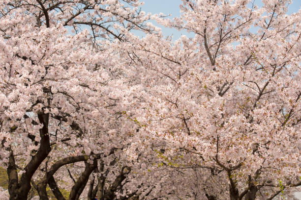 istock Beautiful pink cherry blossom (Sakura) flower 671985764