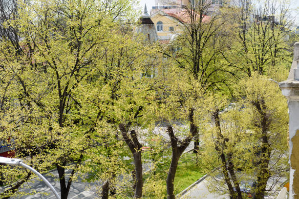 Spring in trees stock photo