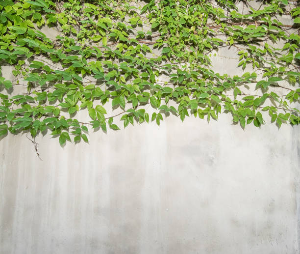 istock ivy leaves isolated on wall 671986028