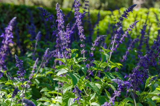 sauge en fleurs - pinnacle photos et images de collection