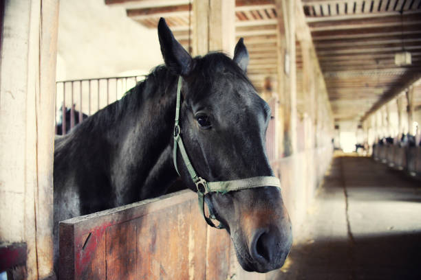 istock horses in their stalls, high noise, vintage effect 671992078