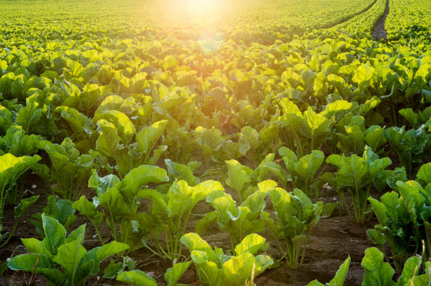 istock Sugar beet field flooded by the sun 671995466