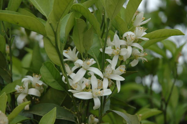 istock Orange blossom in Spain 671998554