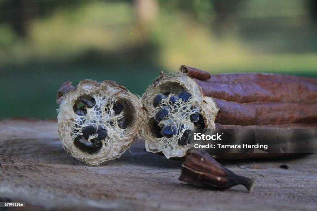 Luffa, Loofa ou luffa Gourde avec graines - Photo de Louffa libre de droits