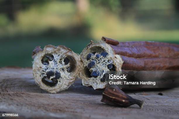 Photo libre de droit de Luffa Loofa Ou Luffa Gourde Avec Graines banque d'images et plus d'images libres de droit de Louffa - Louffa, Flore, Aliment en portion