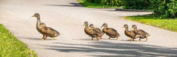 istock Ducks running across the street 671998688