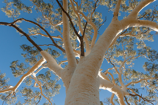 Looking up at Ghost Gum tree in Central Australia